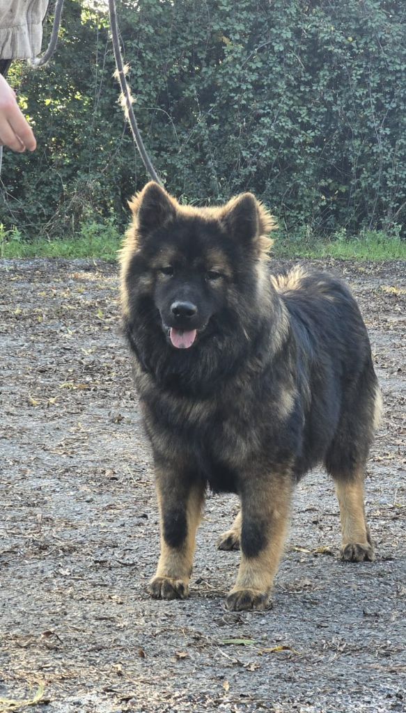 Du Royaume D'ebène - Chiot disponible  - Eurasier