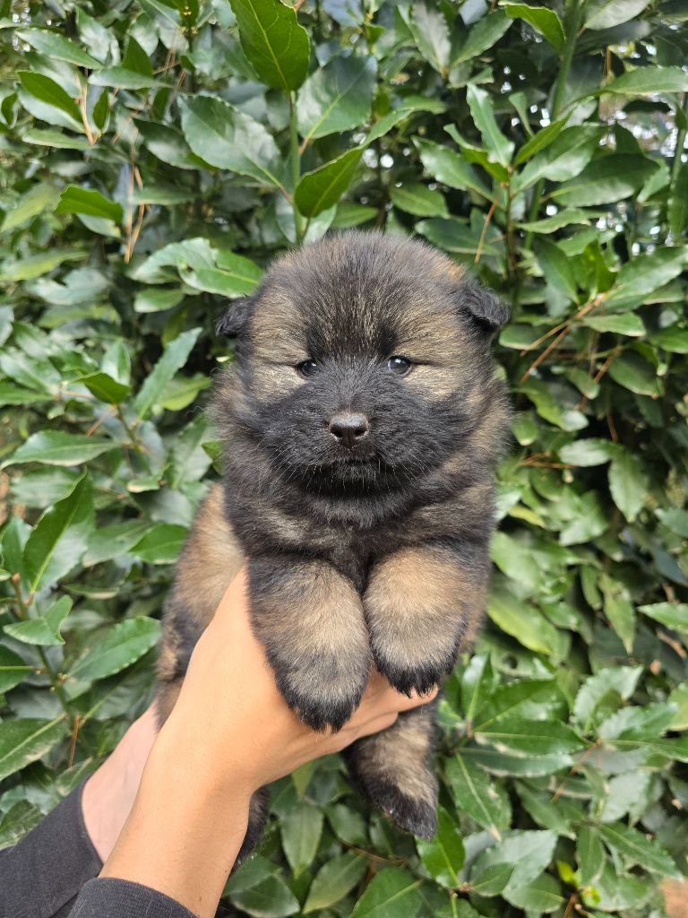 Du Royaume D'ebène - Chiot disponible  - Eurasier