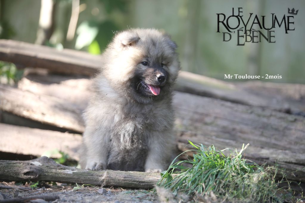 Du Royaume D'ebène - Chiot disponible  - Eurasier