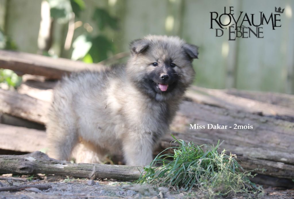 Du Royaume D'ebène - Chiot disponible  - Eurasier