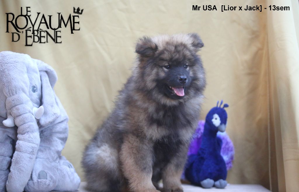 Du Royaume D'ebène - Chiot disponible  - Eurasier