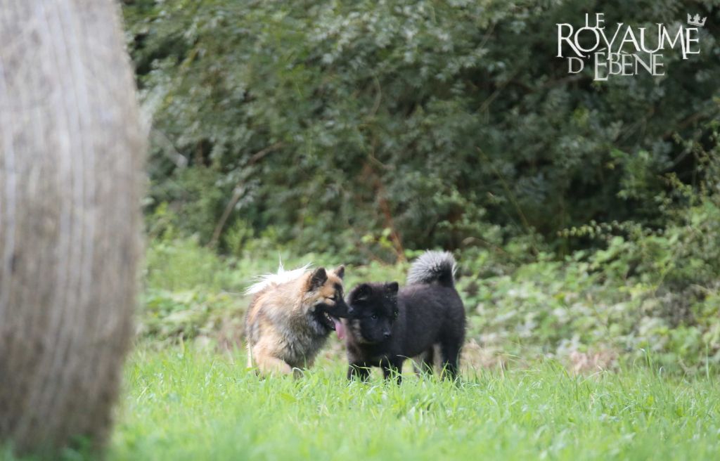 chiot Eurasier Du Royaume D'ebène