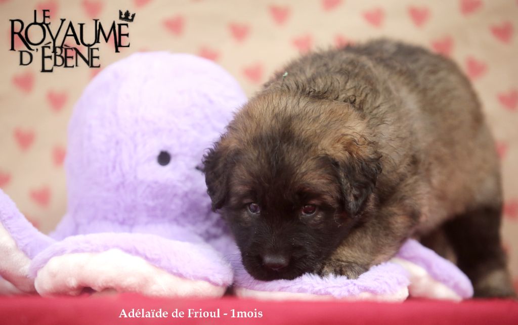 Du Royaume D'ebène - Chiot disponible  - Leonberger