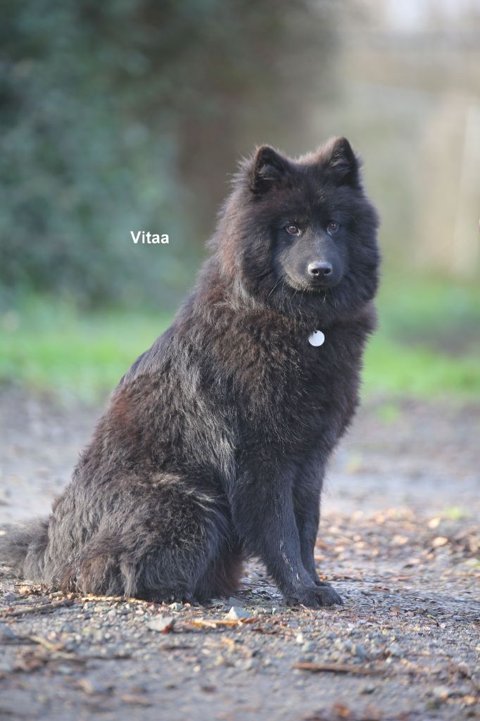 Du Royaume D'ebène - Chiot disponible  - Eurasier