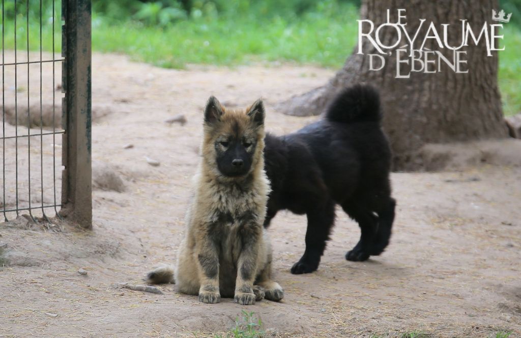 Du Royaume D'ebène - Chiot disponible  - Eurasier