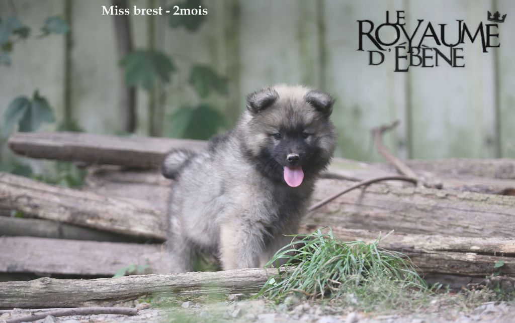 Du Royaume D'ebène - Chiot disponible  - Eurasier