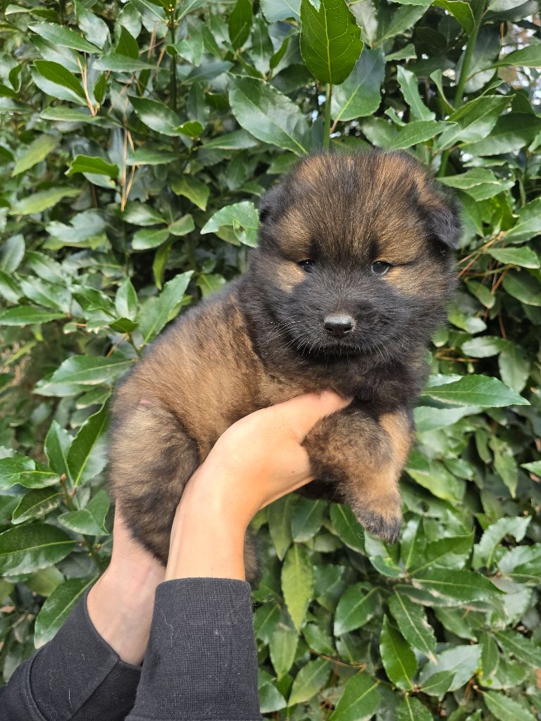 Du Royaume D'ebène - Chiot disponible  - Eurasier