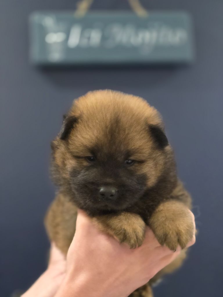 Du Royaume D'ebène - Chiot disponible  - Eurasier