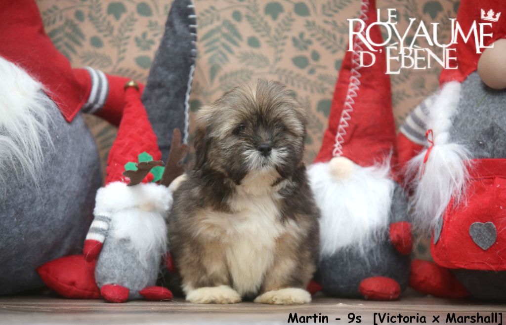 Du Royaume D'ebène - Chiot disponible  - Lhassa Apso