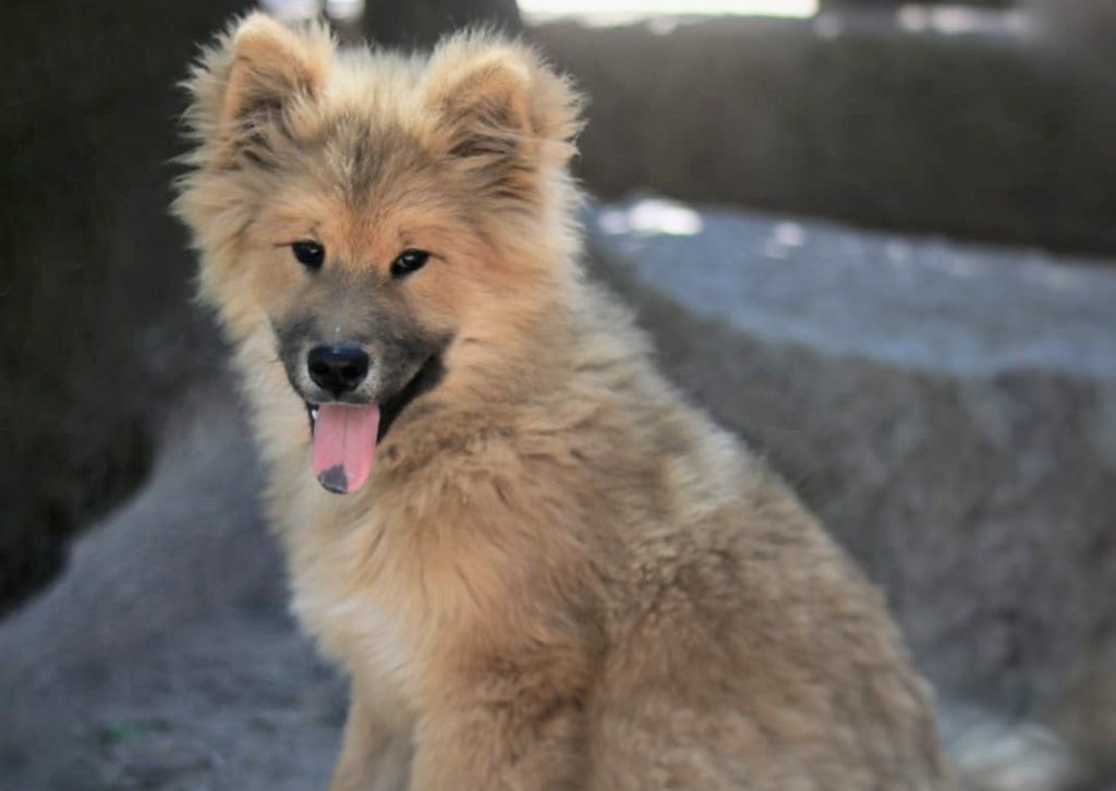 chiot Eurasier Du Royaume D'ebène