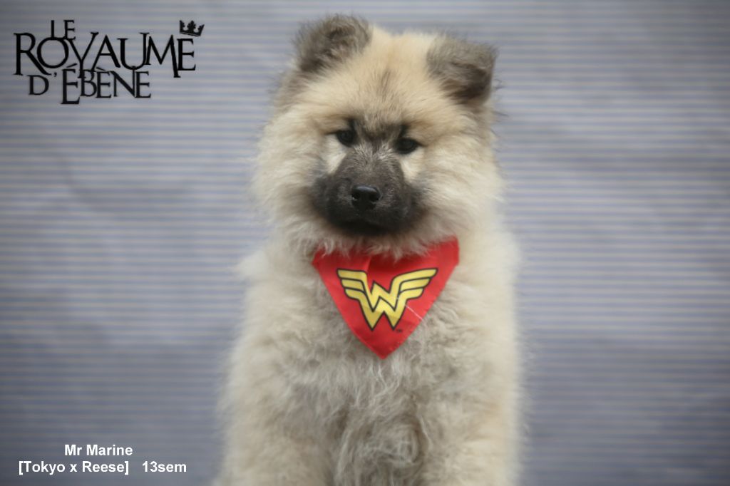 Du Royaume D'ebène - Chiot disponible  - Eurasier