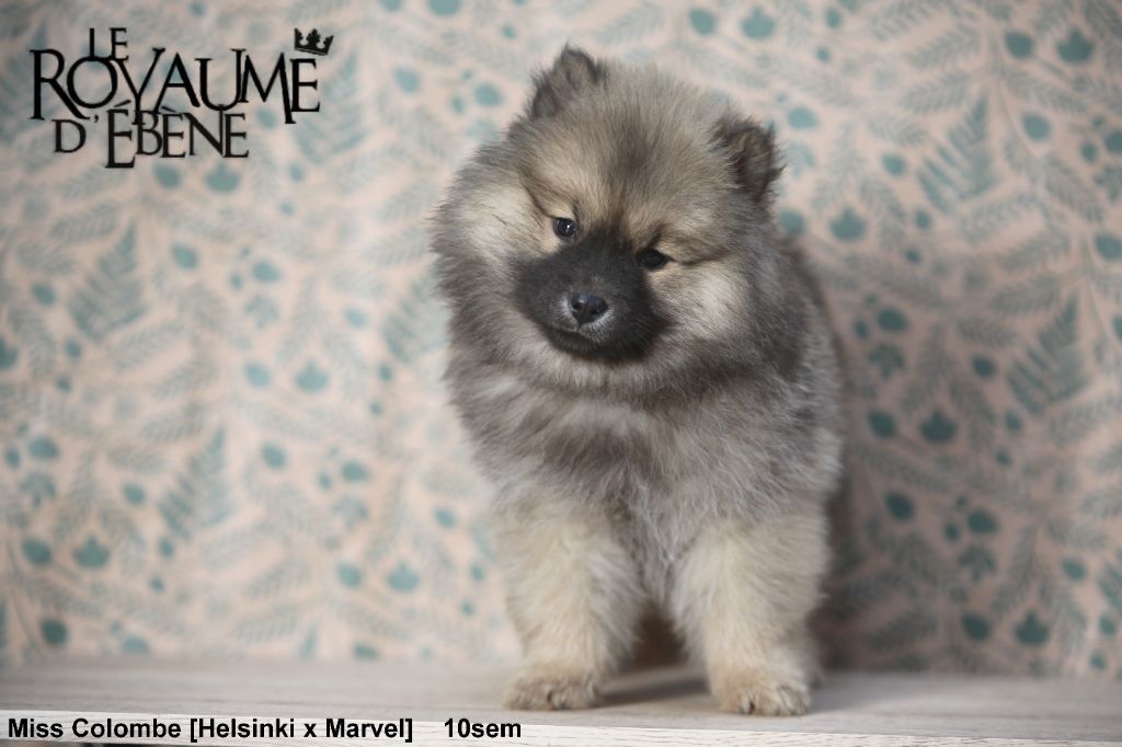 Du Royaume D'ebène - Chiot disponible  - Eurasier