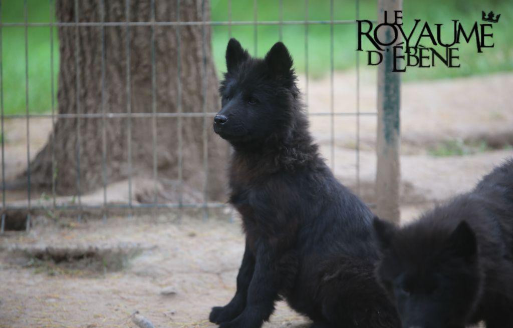 Du Royaume D'ebène - Chiot disponible  - Eurasier