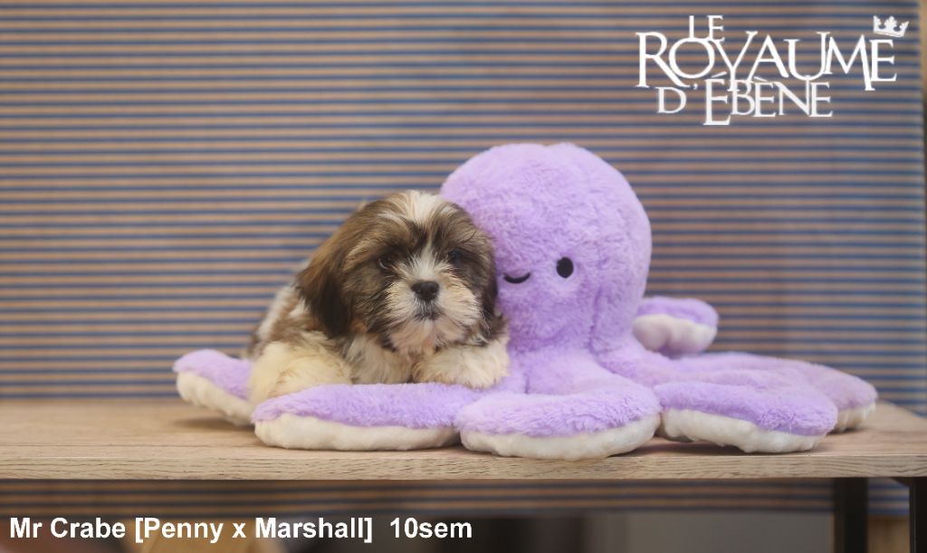 Du Royaume D'ebène - Chiot disponible  - Lhassa Apso