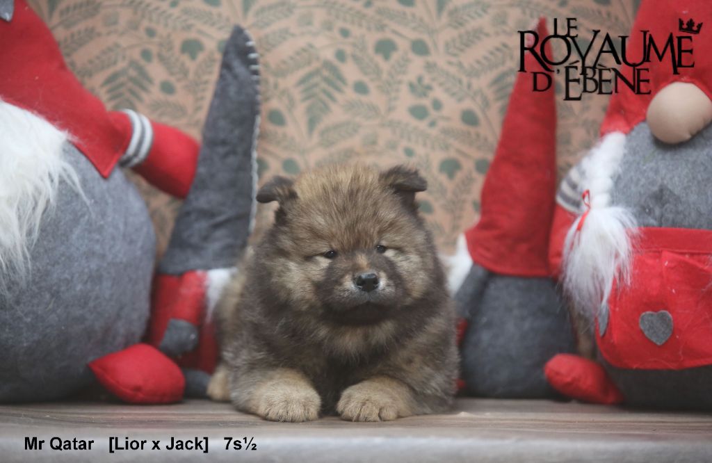 Du Royaume D'ebène - Chiot disponible  - Eurasier