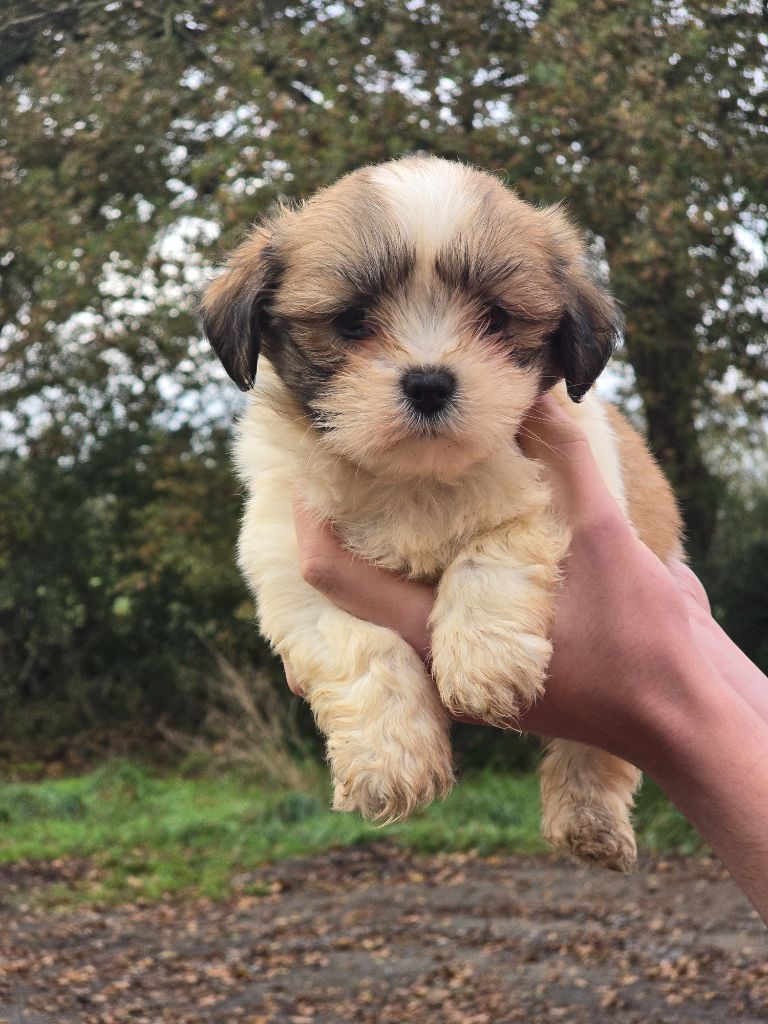 Du Royaume D'ebène - Chiot disponible  - Lhassa Apso