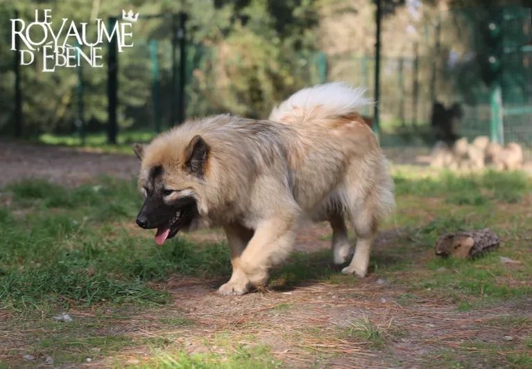 Du Royaume D'ebène - Chiot disponible  - Eurasier