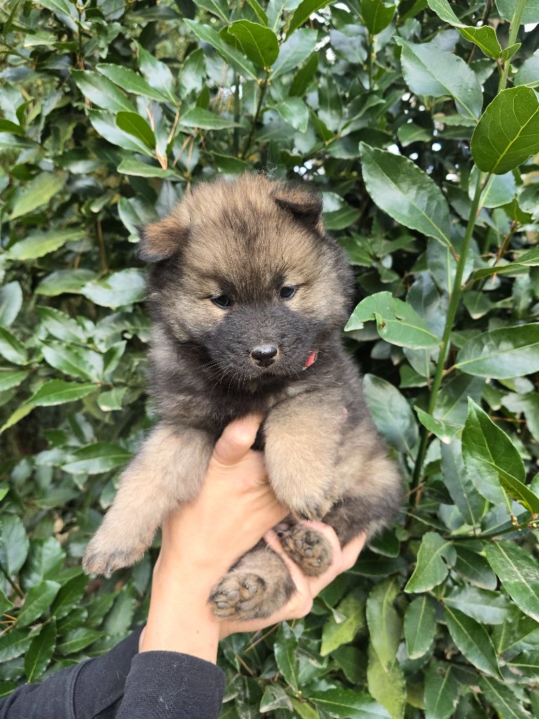 Du Royaume D'ebène - Chiot disponible  - Eurasier