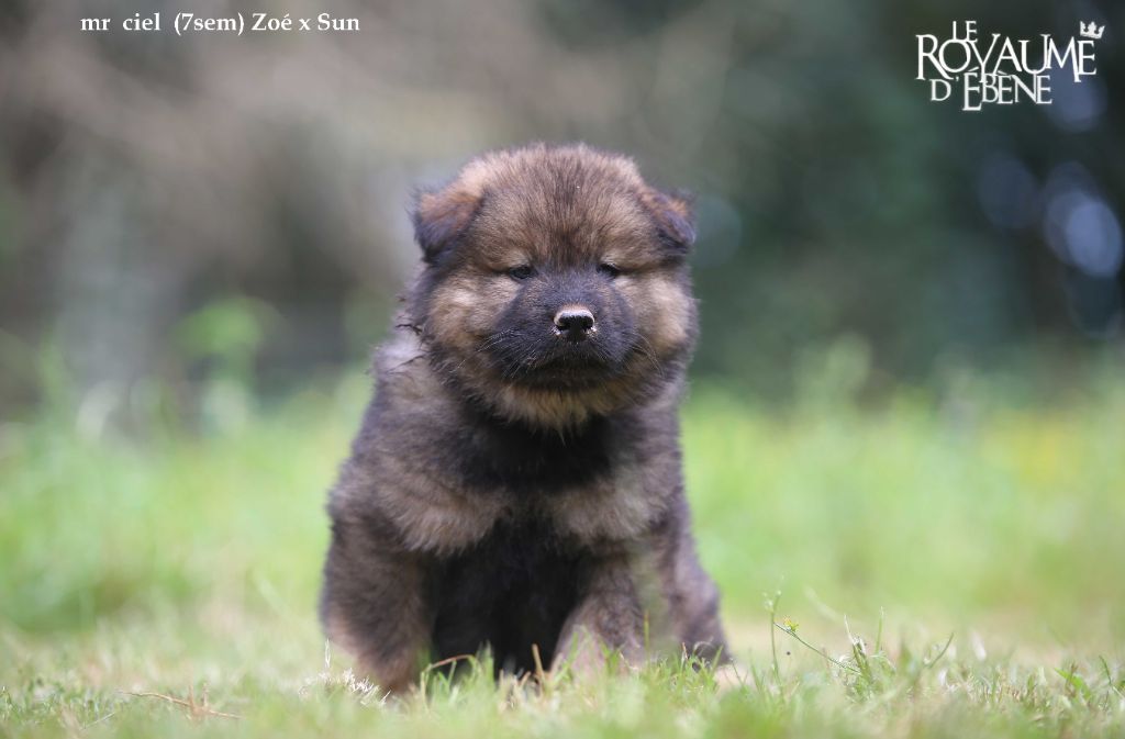 Du Royaume D'ebène - Chiot disponible  - Eurasier