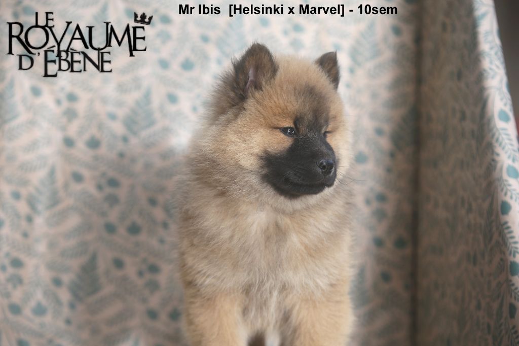 Du Royaume D'ebène - Chiot disponible  - Eurasier