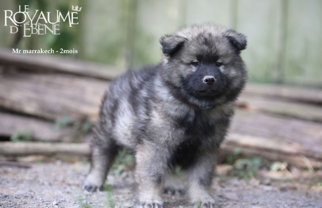 Du Royaume D'ebène - Chiot disponible  - Eurasier