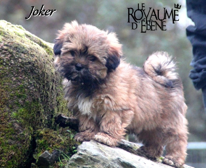 Joker ax'ipop Du Royaume D'ebène