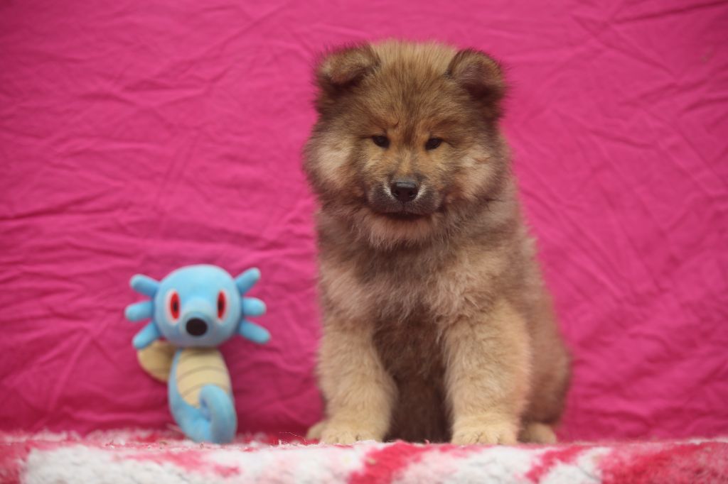 Du Royaume D'ebène - Chiots disponibles - Eurasier