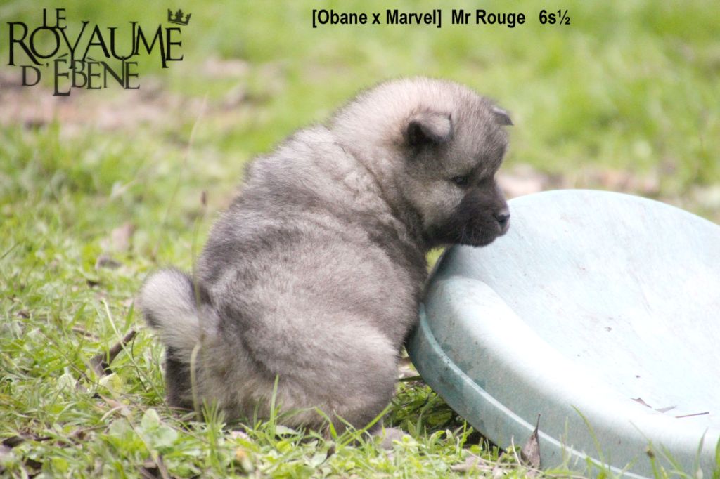 Du Royaume D'ebène - Eurasier - Portée née le 04/10/2020