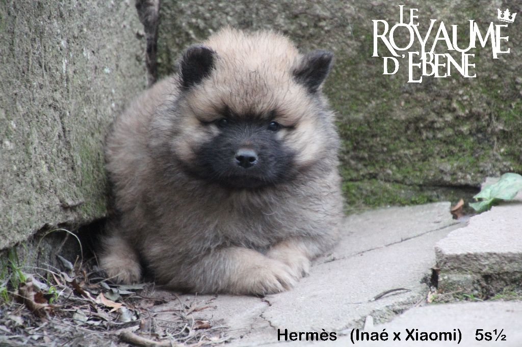 Du Royaume D'ebène - Eurasier - Portée née le 24/11/2021