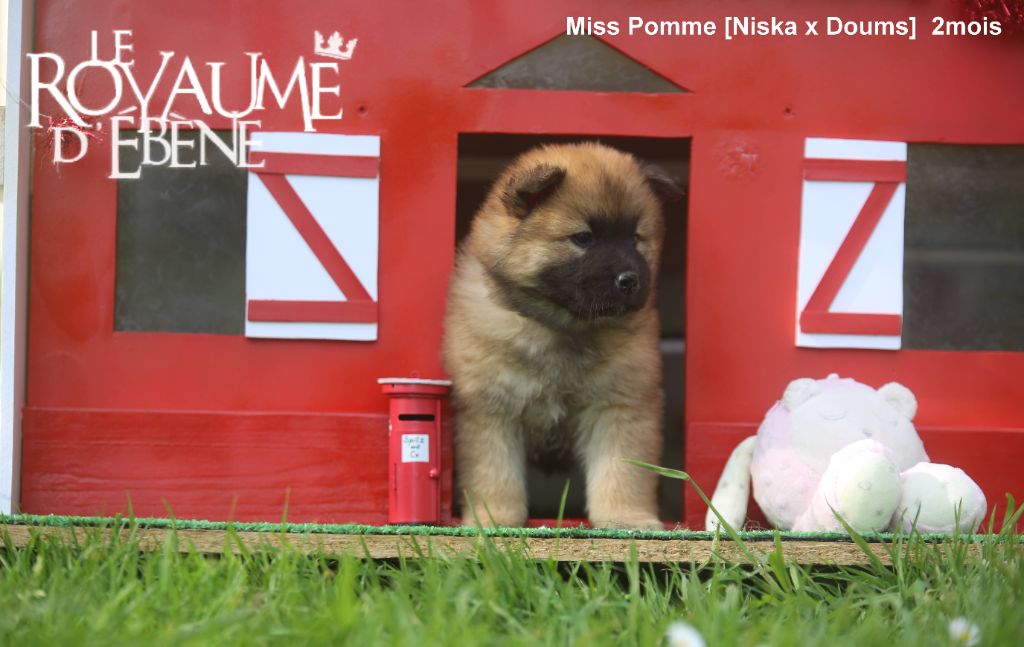 Du Royaume D'ebène - Chiots disponibles - Eurasier