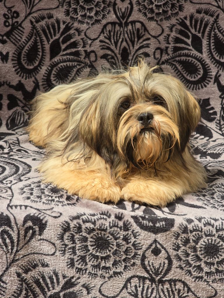 Du Royaume D'ebène - Chiots disponibles - Lhassa Apso