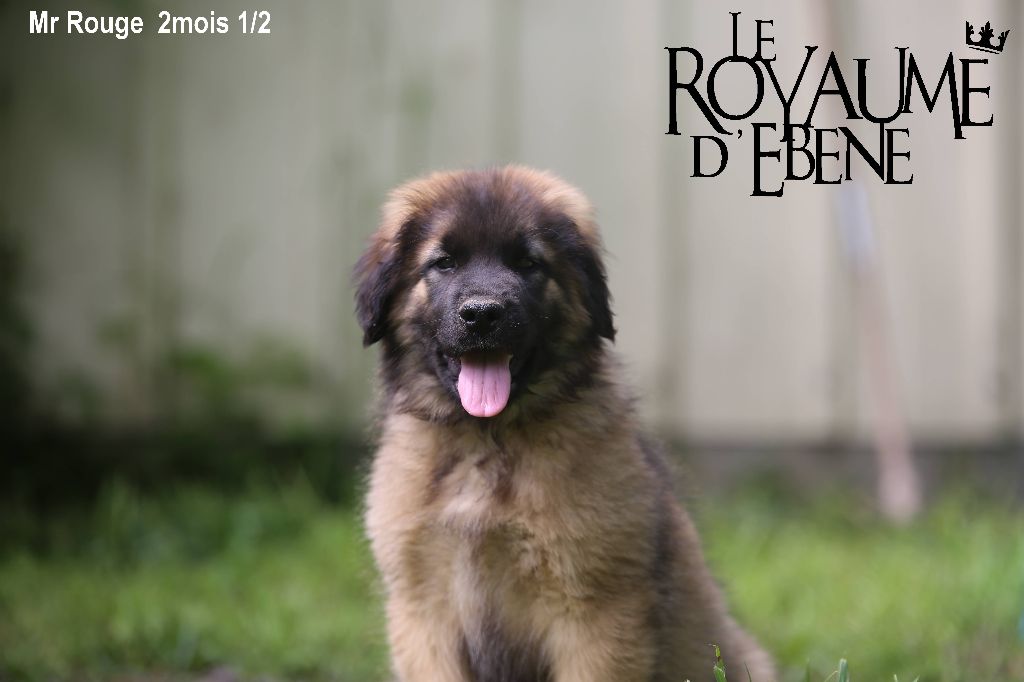 Du Royaume D'ebène - Leonberger - Portée née le 11/02/2023