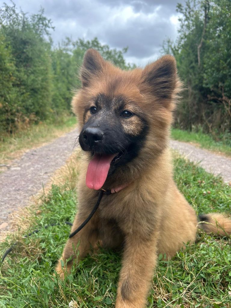 Du Royaume D'ebène - Chiots disponibles - Eurasier