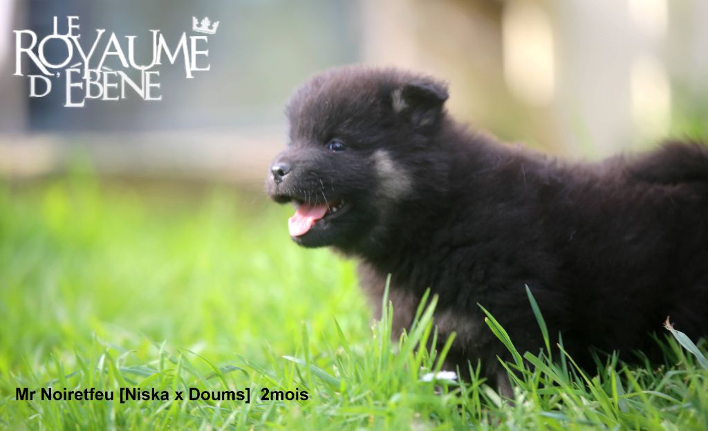 Du Royaume D'ebène - Chiots disponibles - Eurasier
