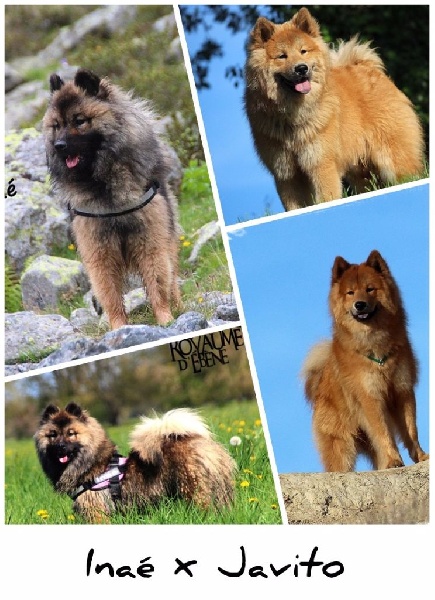 Du Royaume D'ebène - Eurasier - Portée née le 26/05/2016