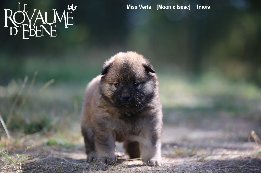Du Royaume D'ebène - Eurasier - Portée née le 09/06/2022