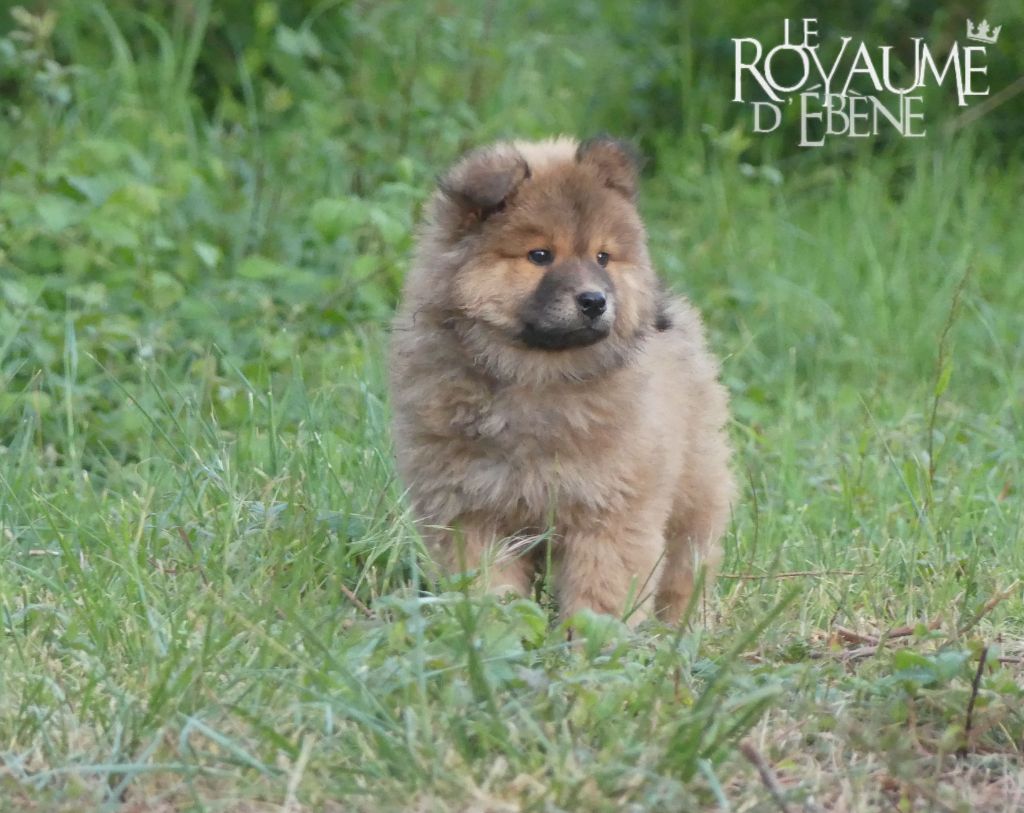 Du Royaume D'ebène - Eurasier - Portée née le 04/03/2022