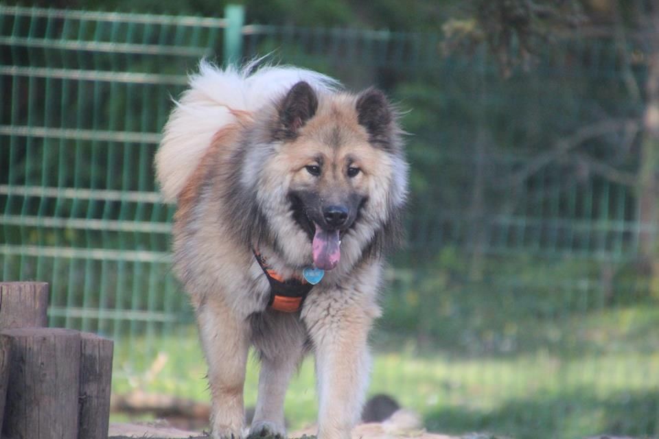 Du Royaume D'ebène - Eurasier - Portée née le 08/06/2018