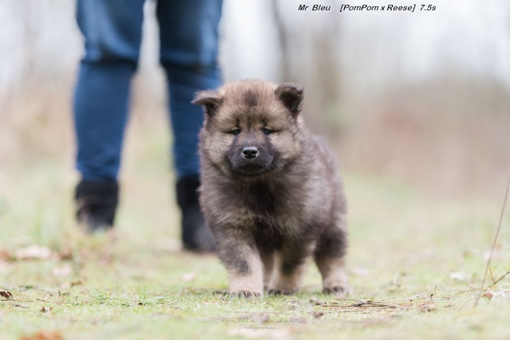 Du Royaume D'ebène - Eurasier - Portée née le 01/12/2021