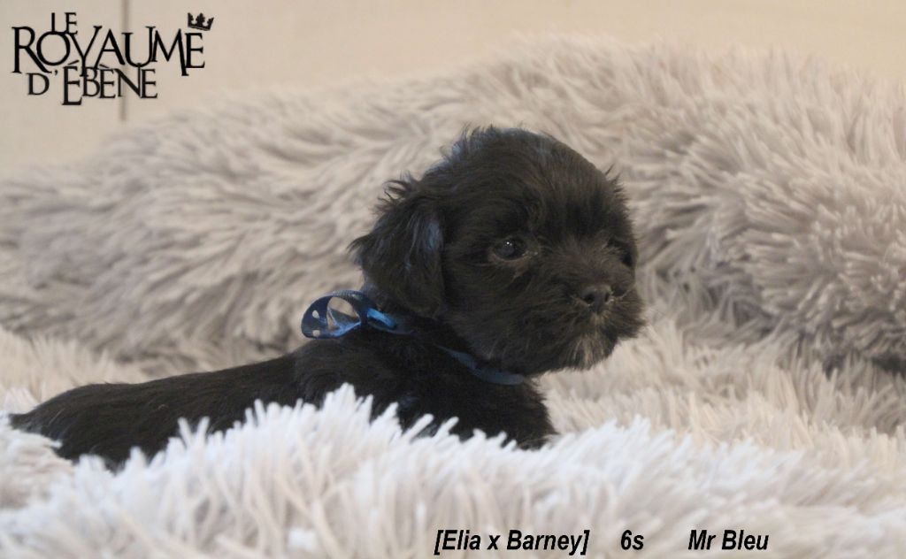 Du Royaume D'ebène - Lhassa Apso - Portée née le 09/12/2020