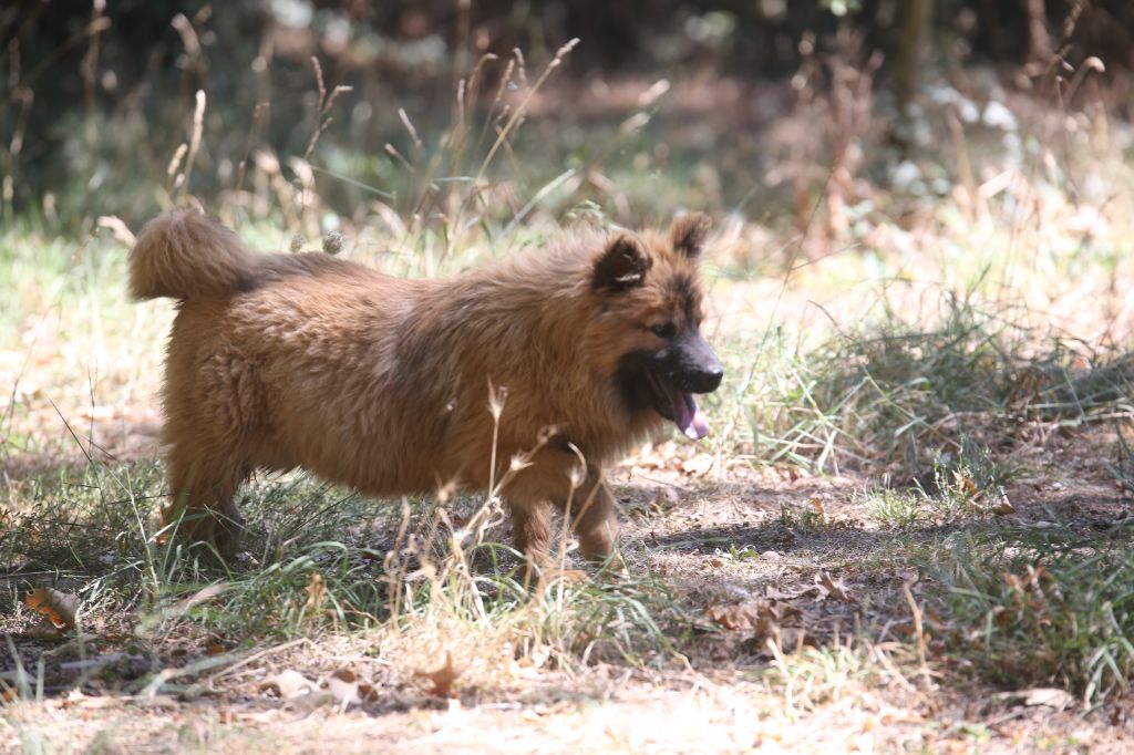 Du Royaume D'ebène - Chiots disponibles - Eurasier
