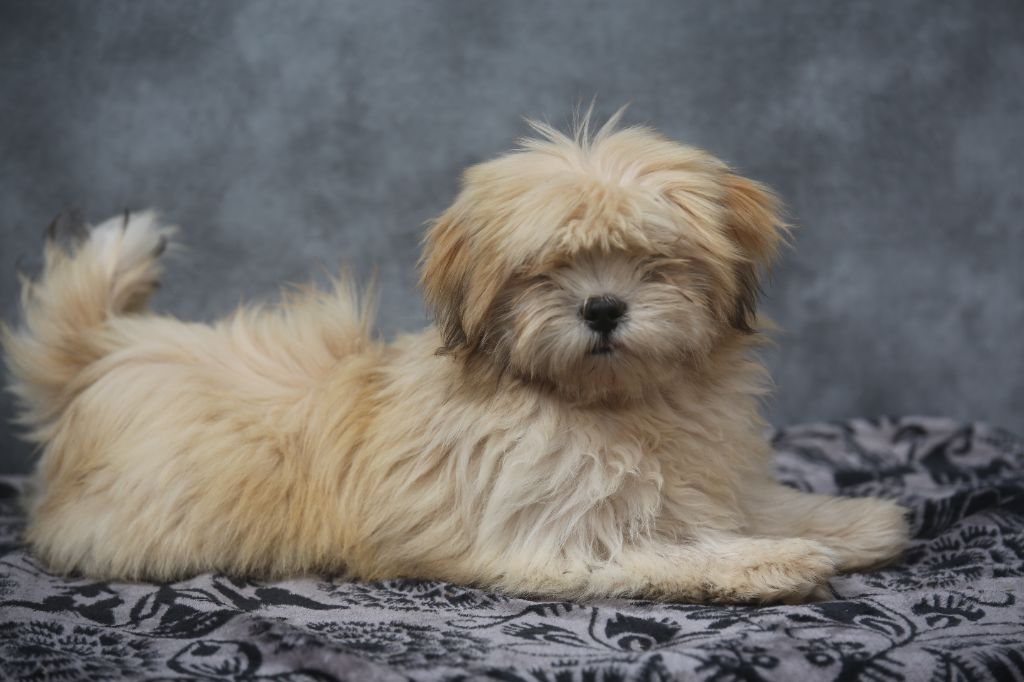 Du Royaume D'ebène - Chiots disponibles - Lhassa Apso
