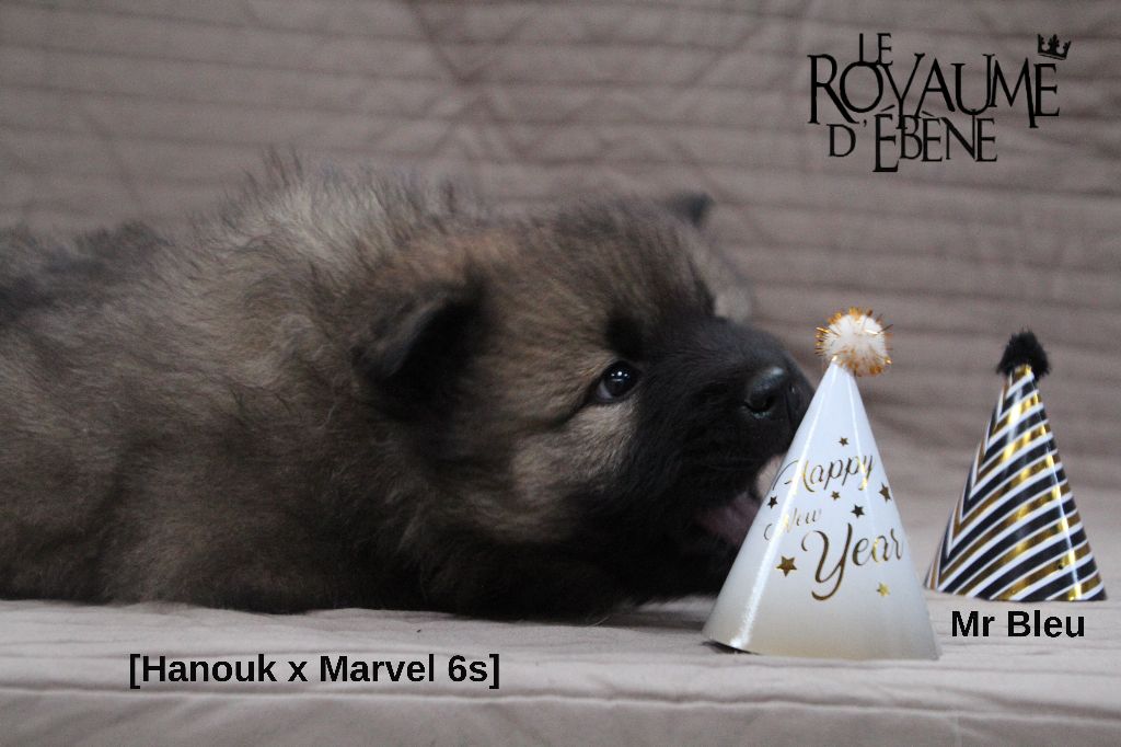 Du Royaume D'ebène - Eurasier - Portée née le 21/11/2017