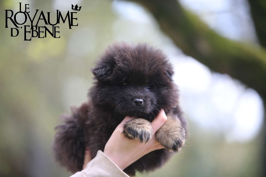 Du Royaume D'ebène - Eurasier - Portée née le 09/02/2024
