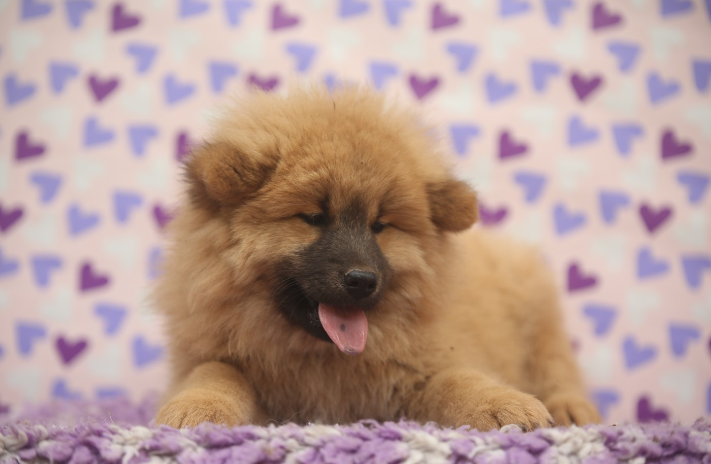 Du Royaume D'ebène - Chiots disponibles - Eurasier