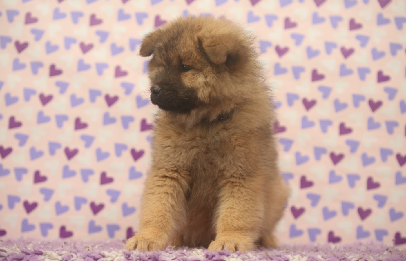 Du Royaume D'ebène - Chiots disponibles - Eurasier