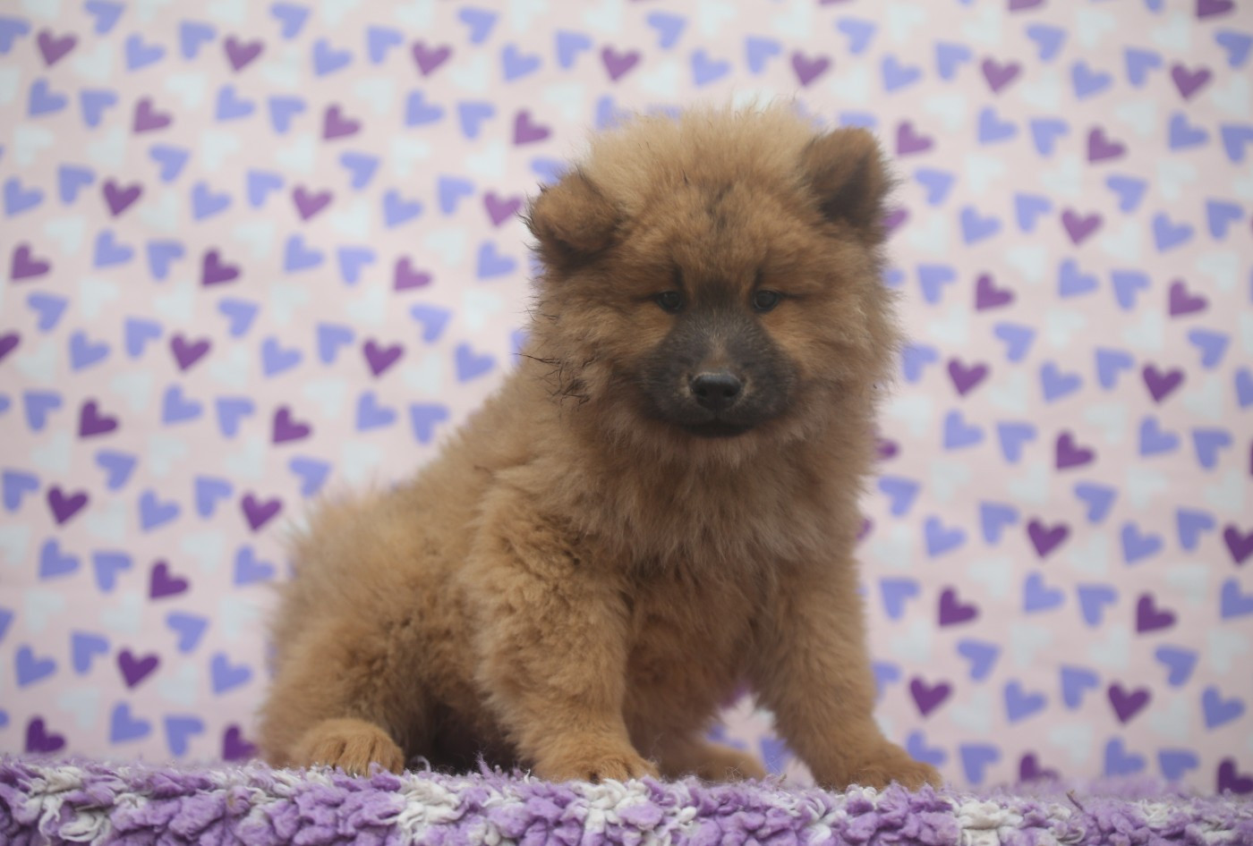 Du Royaume D'ebène - Chiots disponibles - Eurasier