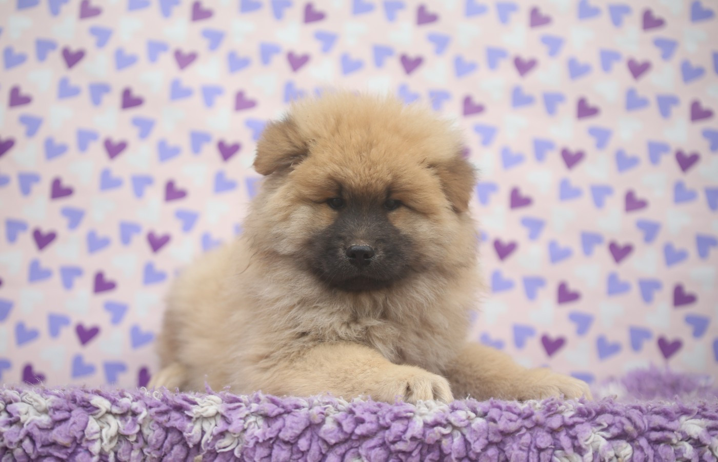 Du Royaume D'ebène - Chiots disponibles - Eurasier