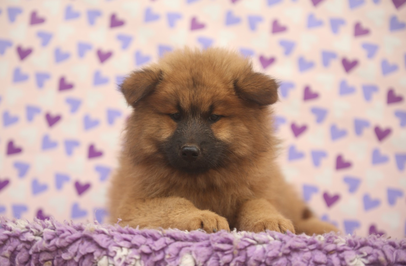Du Royaume D'ebène - Chiots disponibles - Eurasier