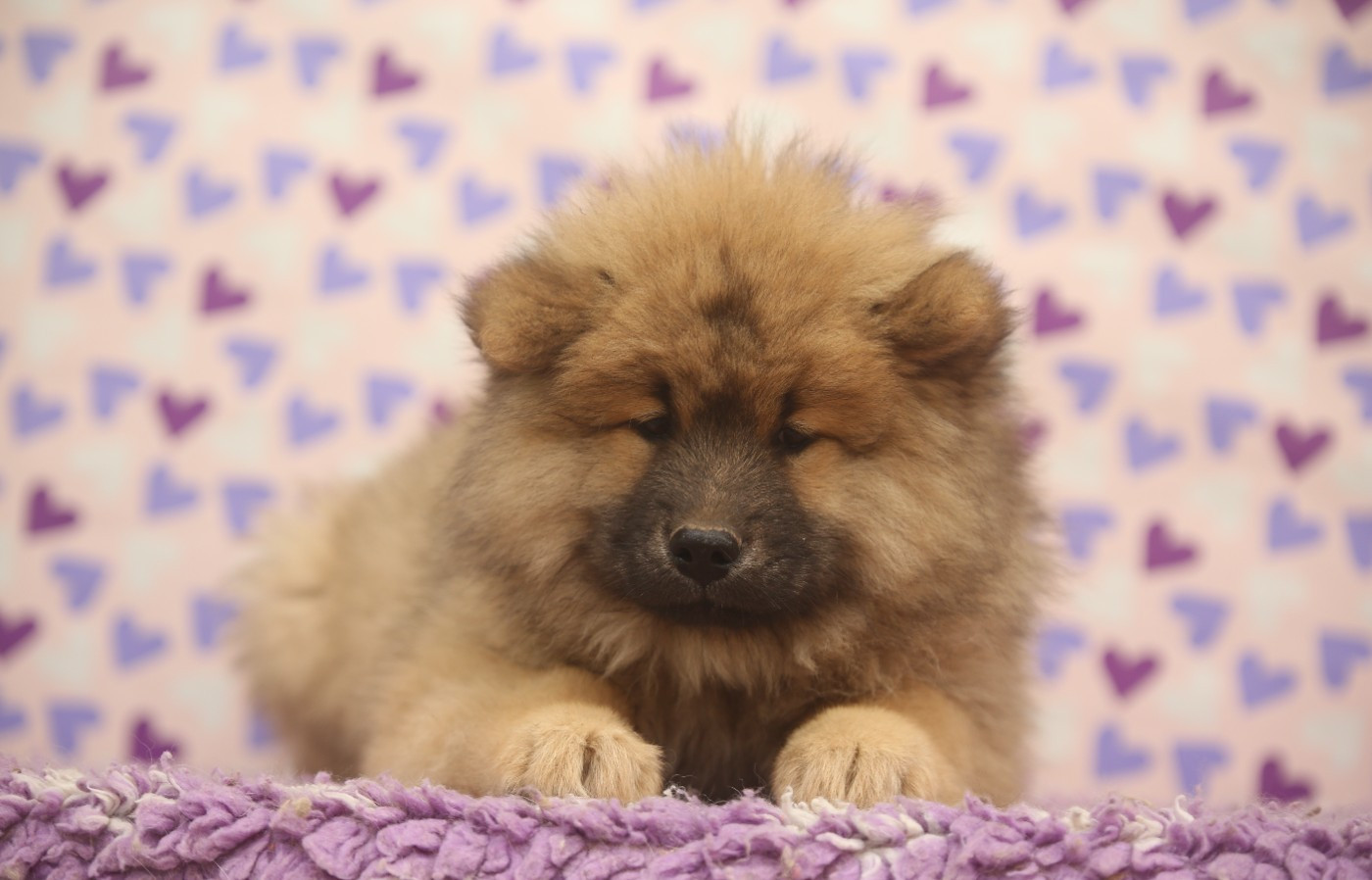 Du Royaume D'ebène - Chiots disponibles - Eurasier